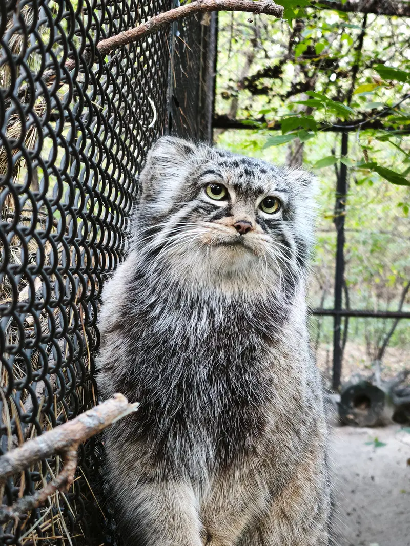ノヴォシビルスク動物園のゾーシャの写真