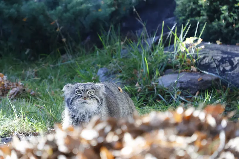 モスクワ動物園のティモフェイの写真
