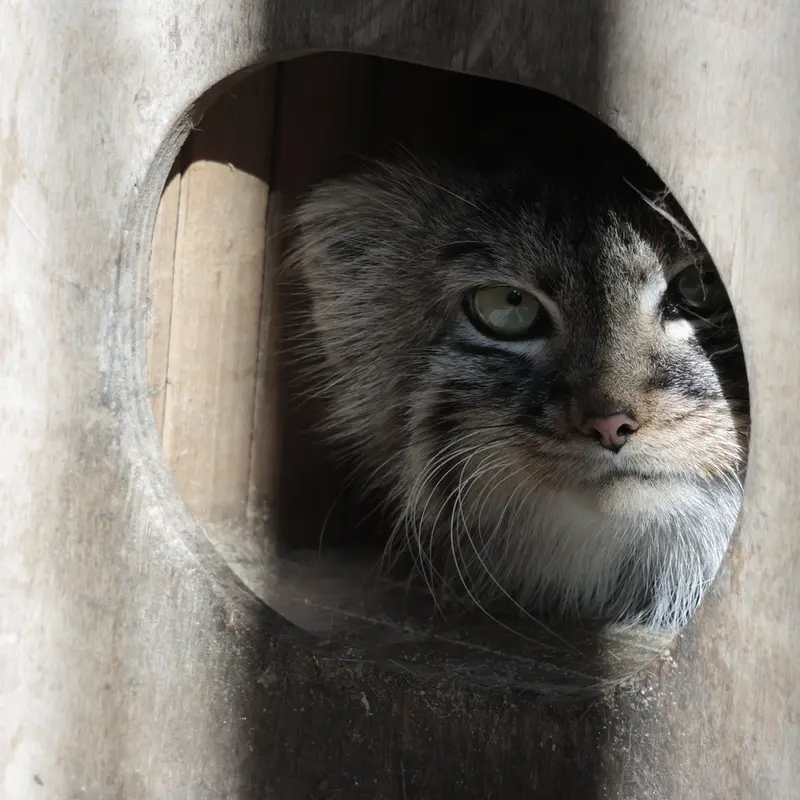ノヴォシビルスク動物園のガビの写真