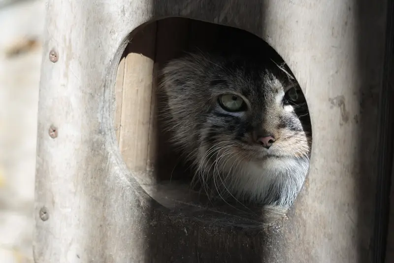 ノヴォシビルスク動物園のガビの写真
