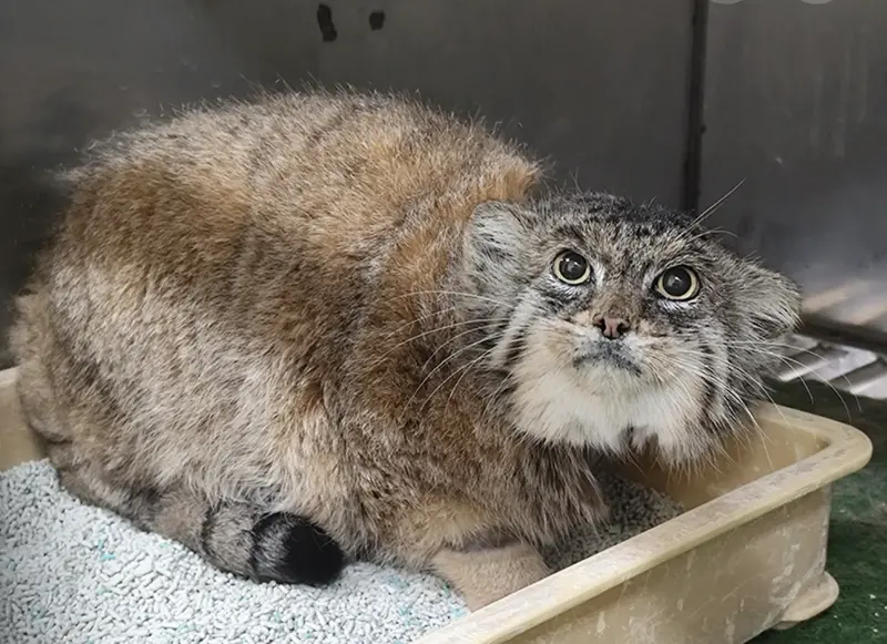 恩賜上野動物園のマヌルネコの写真