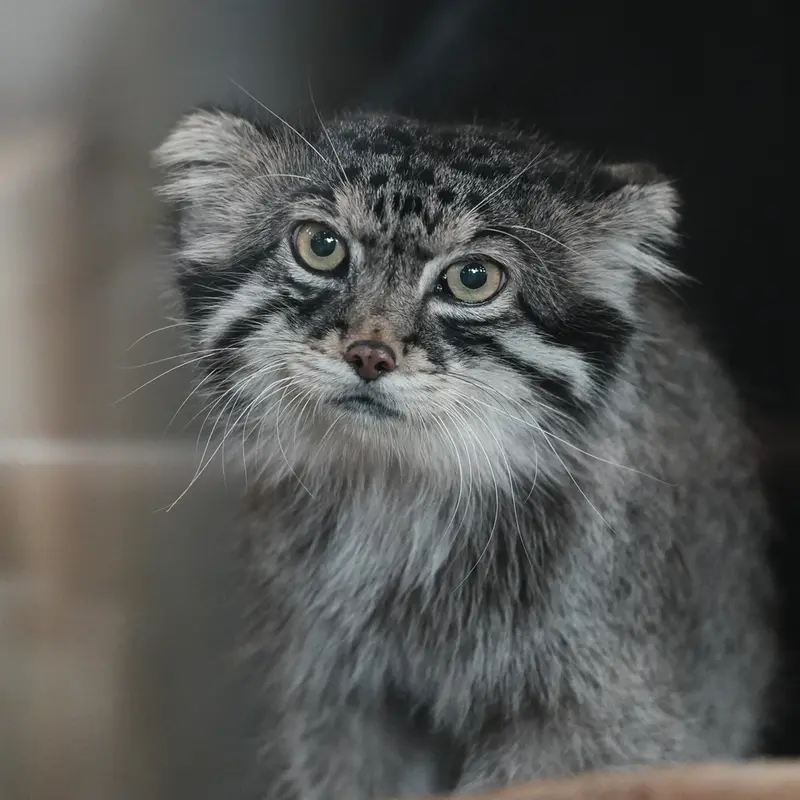 神戸市立王子動物園のイーリスの写真