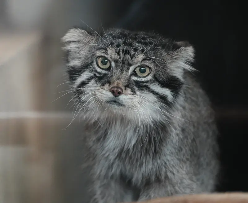 神戸市立王子動物園のイーリスの写真
