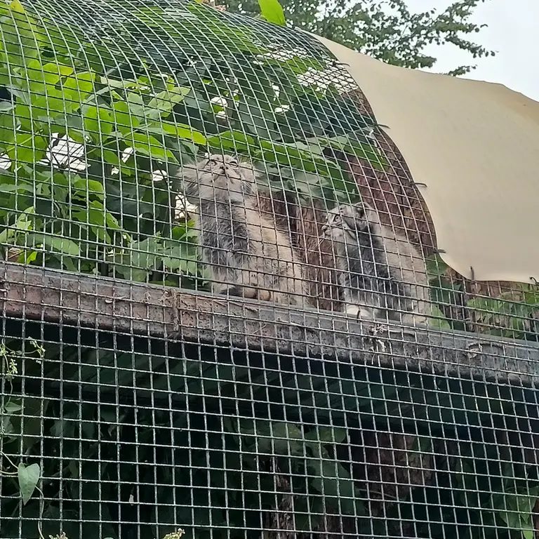 レニングラード動物園のマヌルネコの写真
