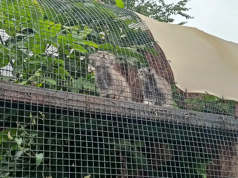 レニングラード動物園のマヌルネコの写真