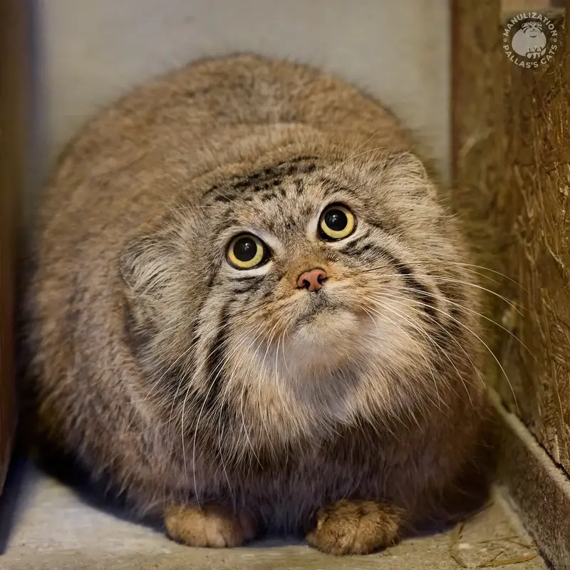 マヌルネコの写真