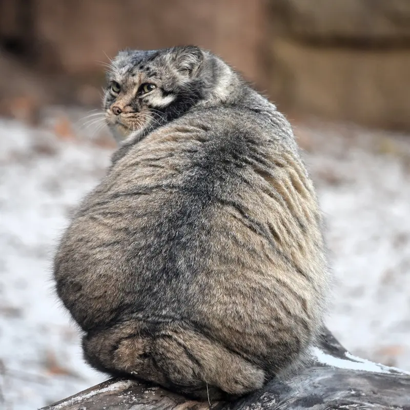 モスクワ動物園のヴァディムの写真
