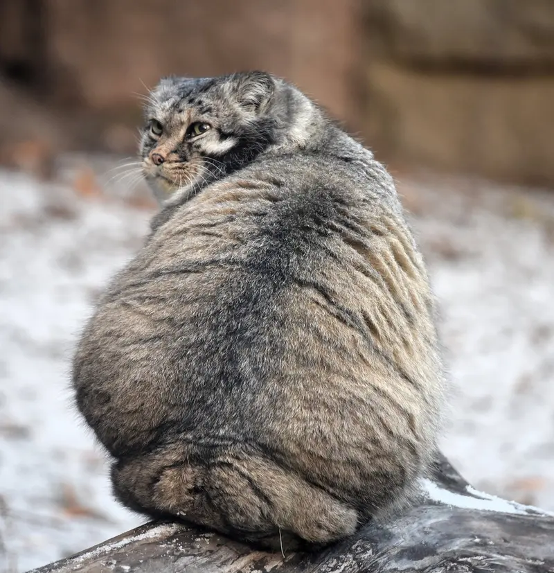 モスクワ動物園のヴァディムの写真