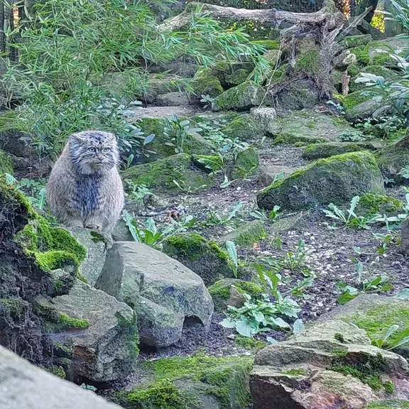 ロッテルダム動物園のポエスの写真