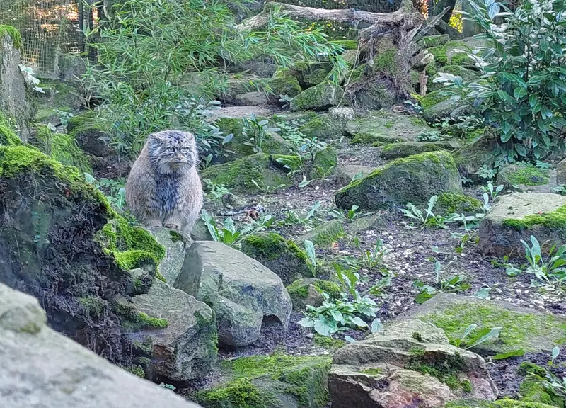 ロッテルダム動物園のポエスの写真