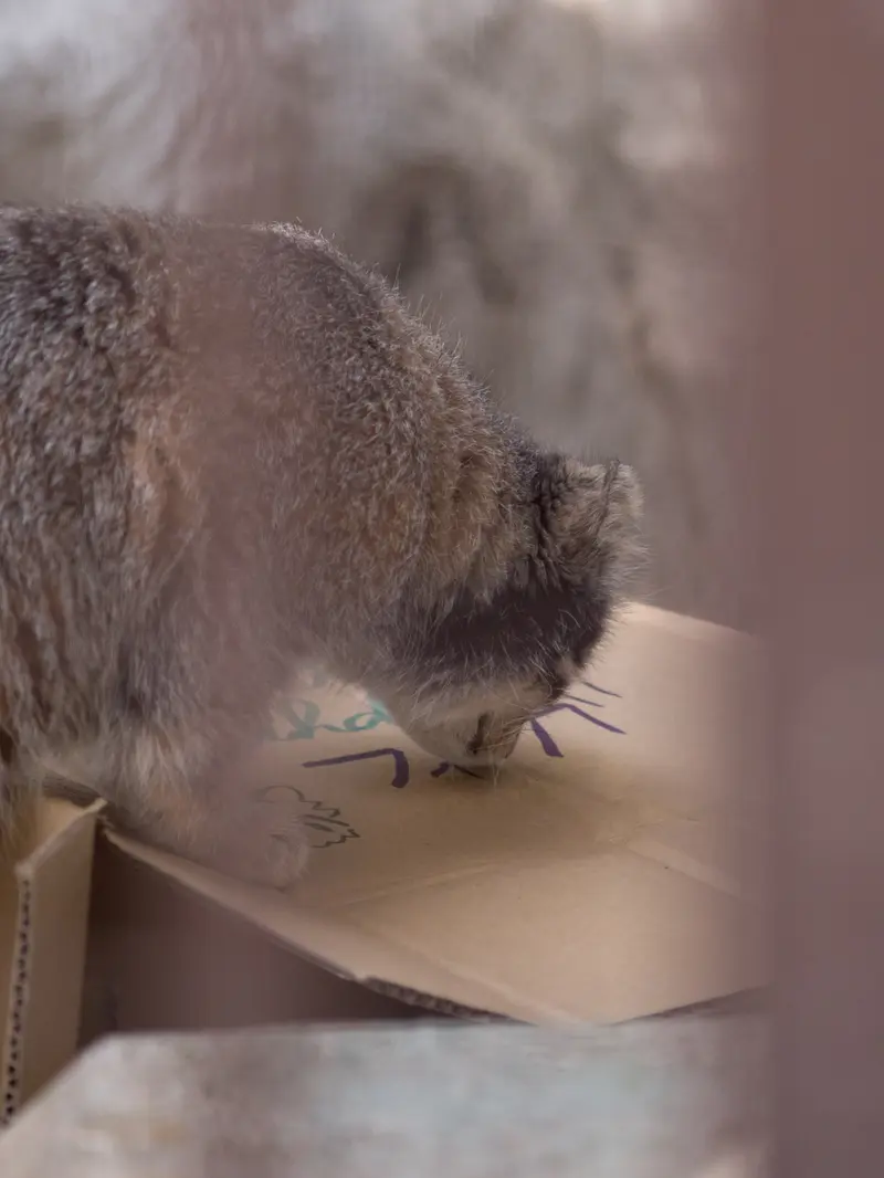 野毛山動物園のフィーガの写真