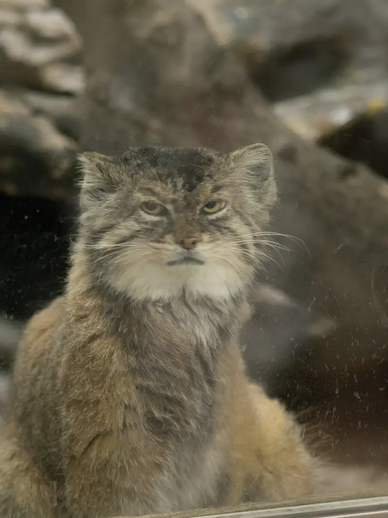恩賜上野動物園のプリームラの写真