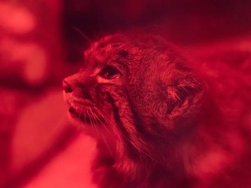恩賜上野動物園のナイマの写真