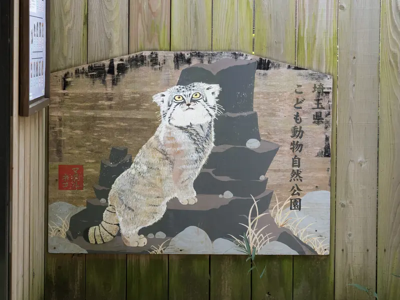 埼玉県こども動物自然公園のマヌルネコの写真