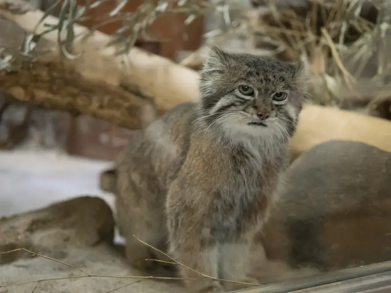 恩賜上野動物園のクリョンの写真