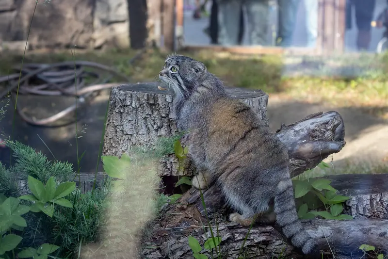 モスクワ動物園のティモフェイの写真