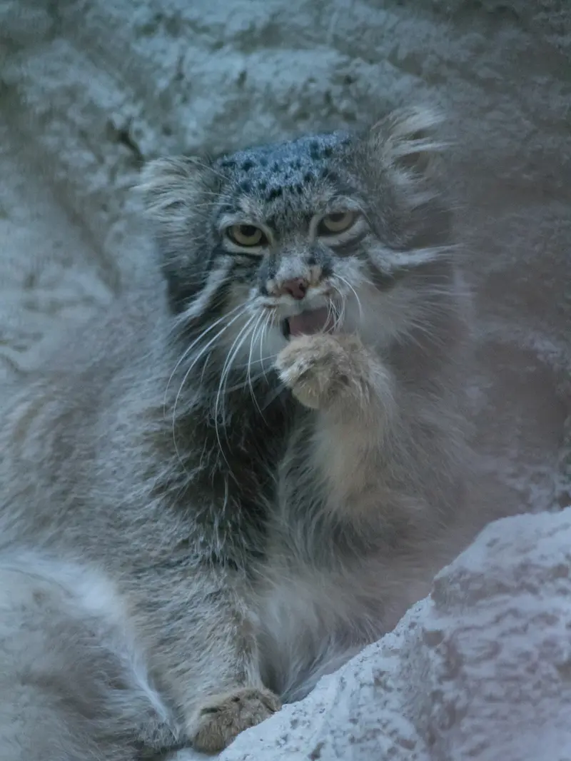 野毛山動物園のフィーガの写真