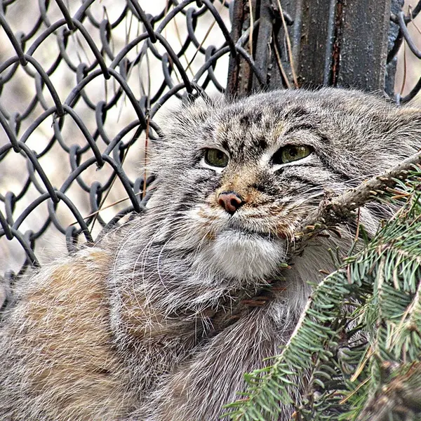 ノヴォシビルスク動物園のゼレノゴルスクの写真