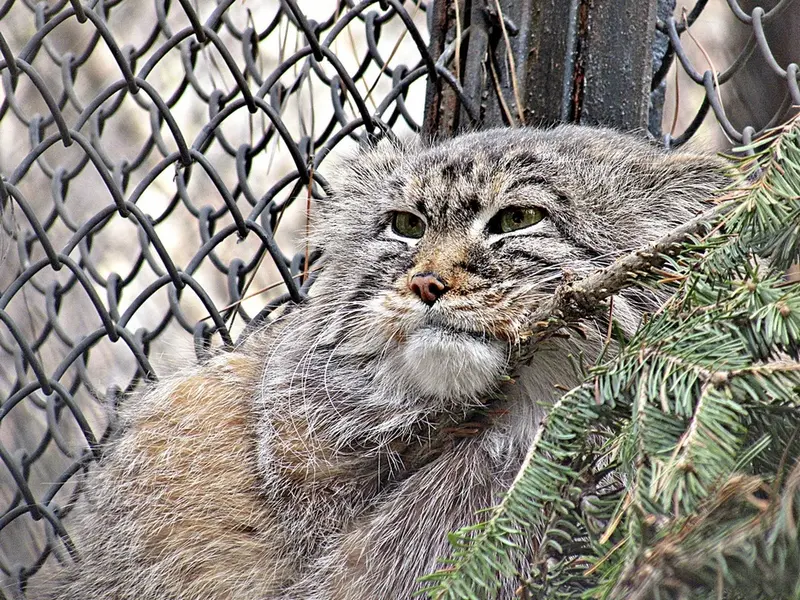 ノヴォシビルスク動物園のゼレノゴルスクの写真