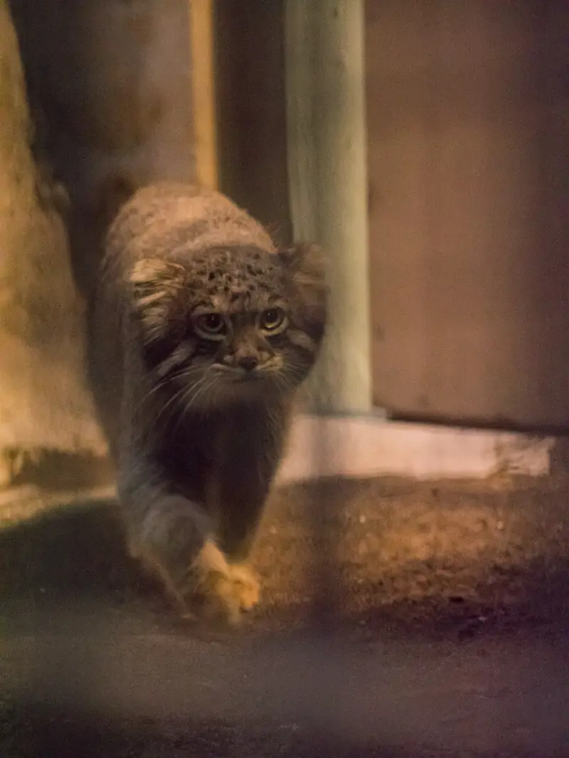 野毛山動物園のフィーガの写真