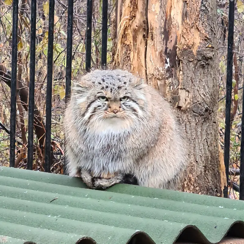 ノヴォシビルスク動物園のガビの写真