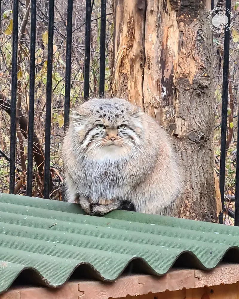 ノヴォシビルスク動物園のガビの写真