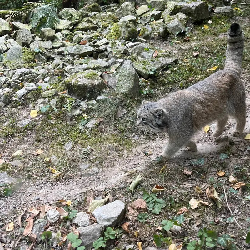 オペル動物園のフェイの写真