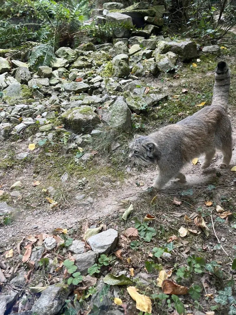 オペル動物園のフェイの写真