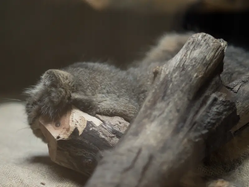 恩賜上野動物園のプリームラの写真