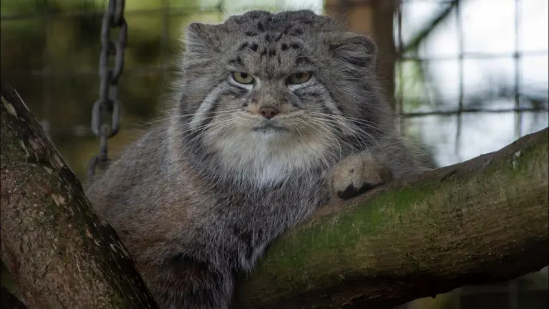バナム動物園のマヌルネコの動画