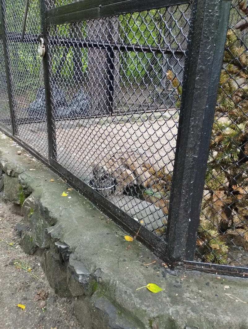 ノヴォシビルスク動物園のゼレノゴルスクの写真