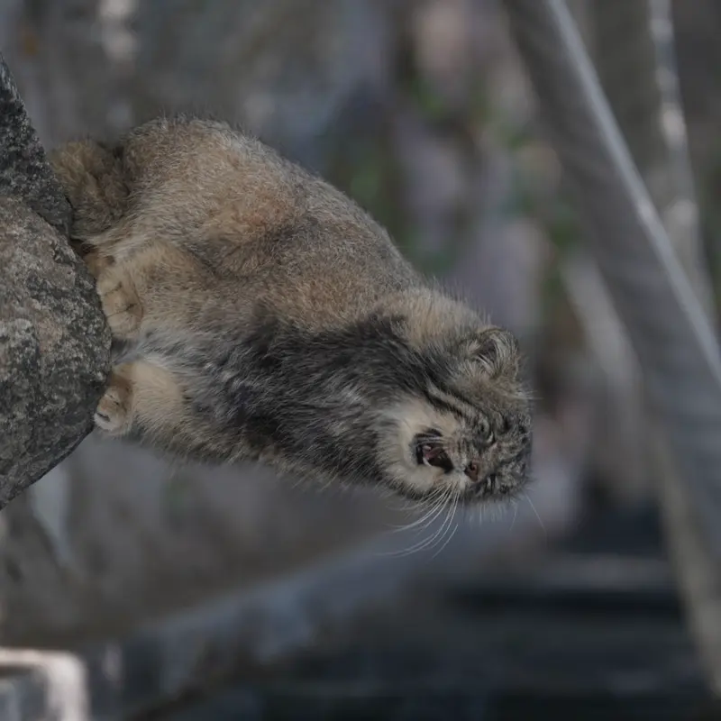 プエブロ動物園のタイ・チーの写真