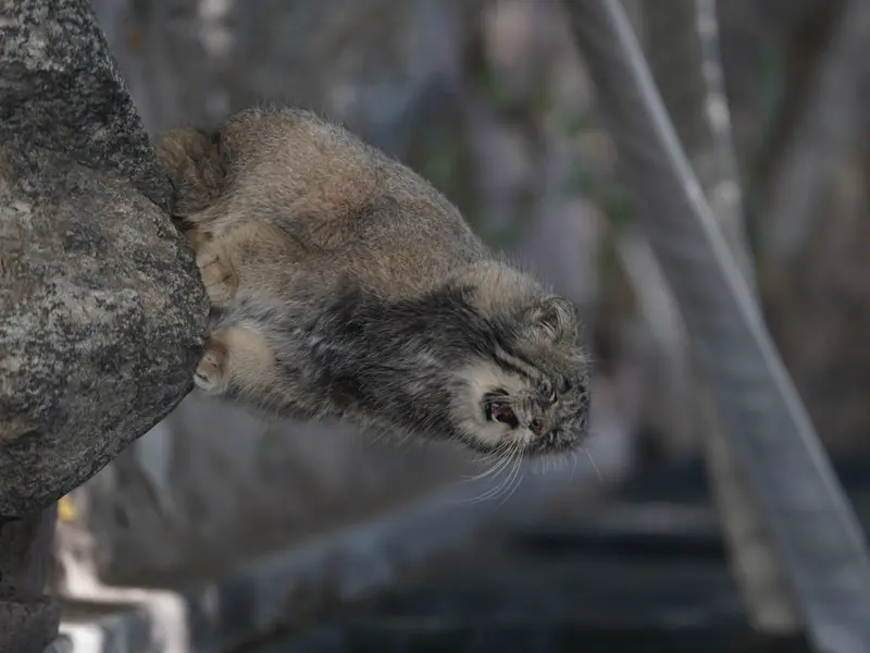 プエブロ動物園のタイ・チーの写真