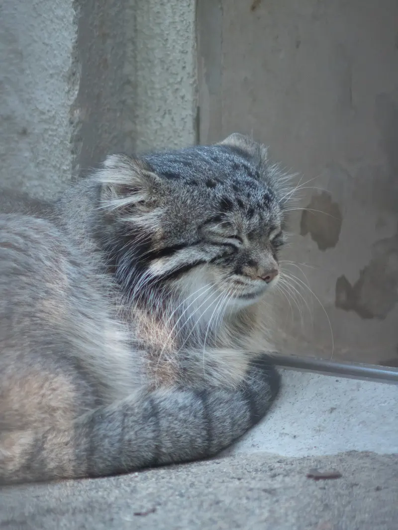 野毛山動物園のフィーガの写真