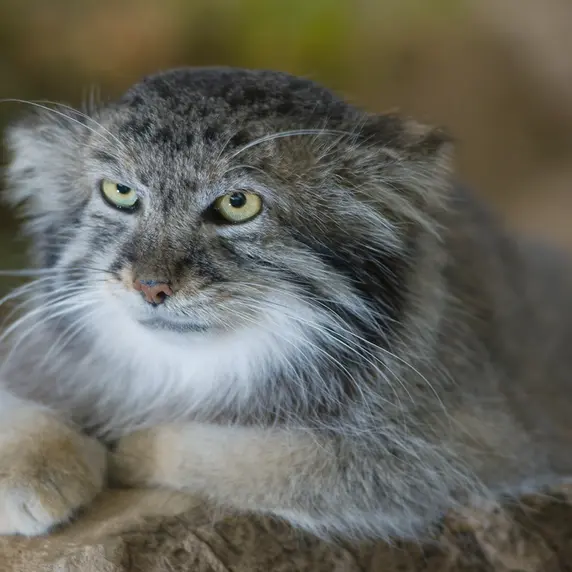 シンシナティ動物園のムシュドッグの写真
