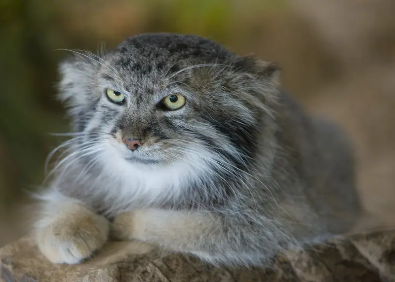 シンシナティ動物園のムシュドッグの写真