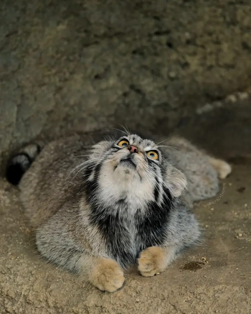 神戸どうぶつ王国のオトの写真