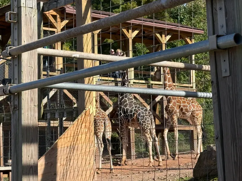 マヌルネコの写真