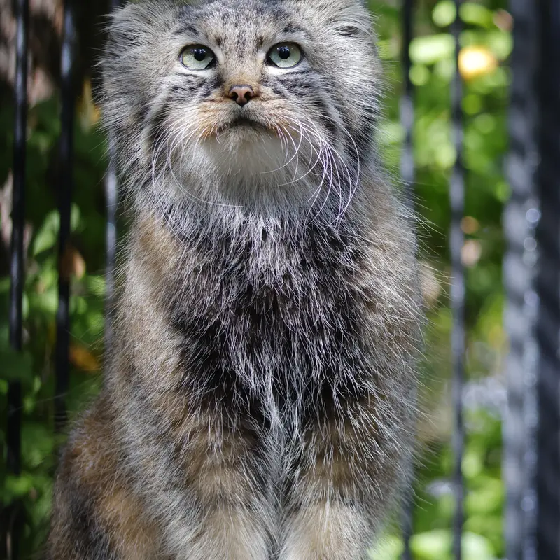 ノヴォシビルスク動物園のガビの写真
