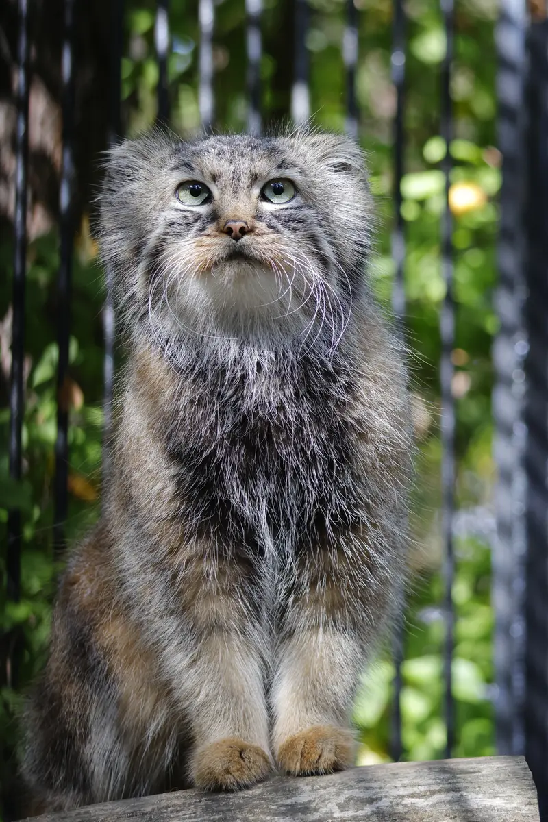 ノヴォシビルスク動物園のガビの写真