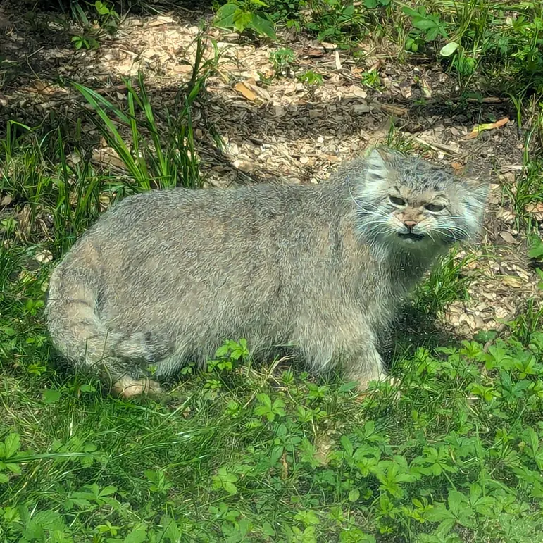 リトアニア動物園のメリッサの写真