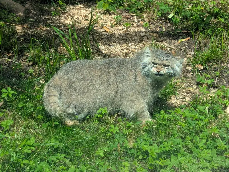 リトアニア動物園のメリッサの写真