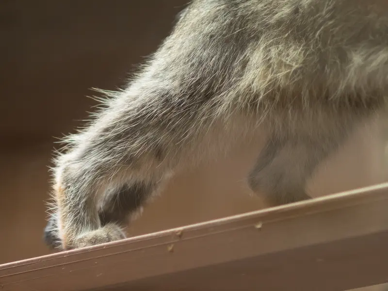 恩賜上野動物園のクリョンの写真