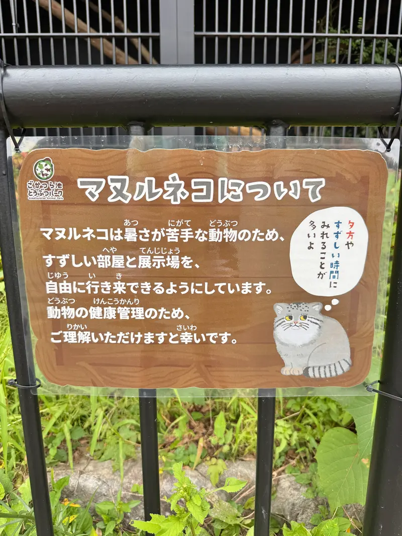 ごかつら池どうぶつパークのマヌルネコの写真