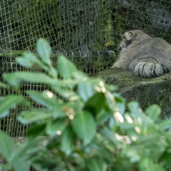 ロッテルダム動物園のコタの写真