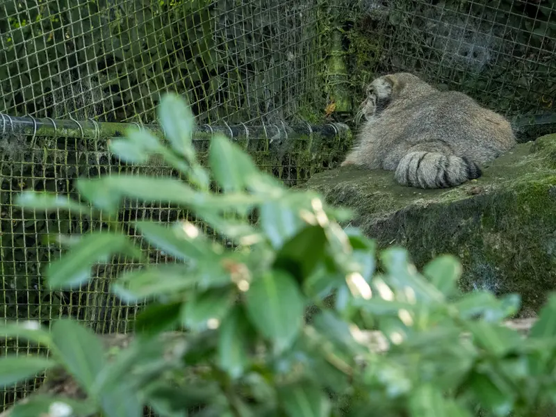 ロッテルダム動物園のコタの写真