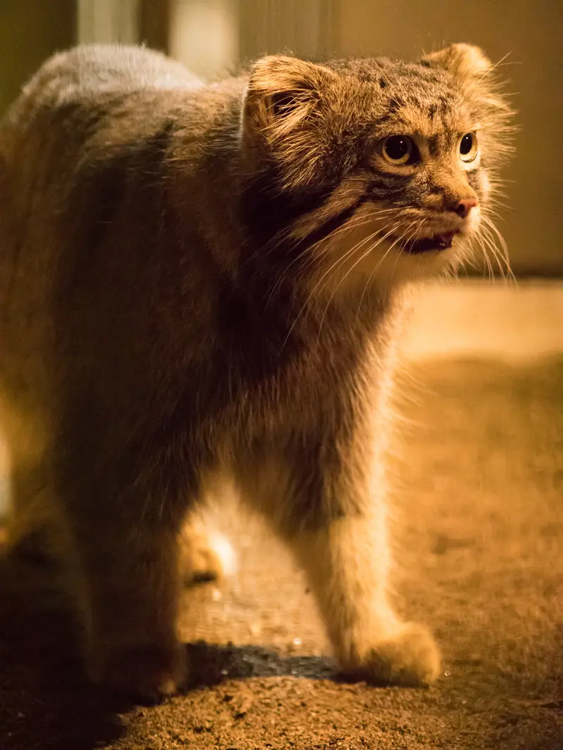 野毛山動物園のフィーガの写真