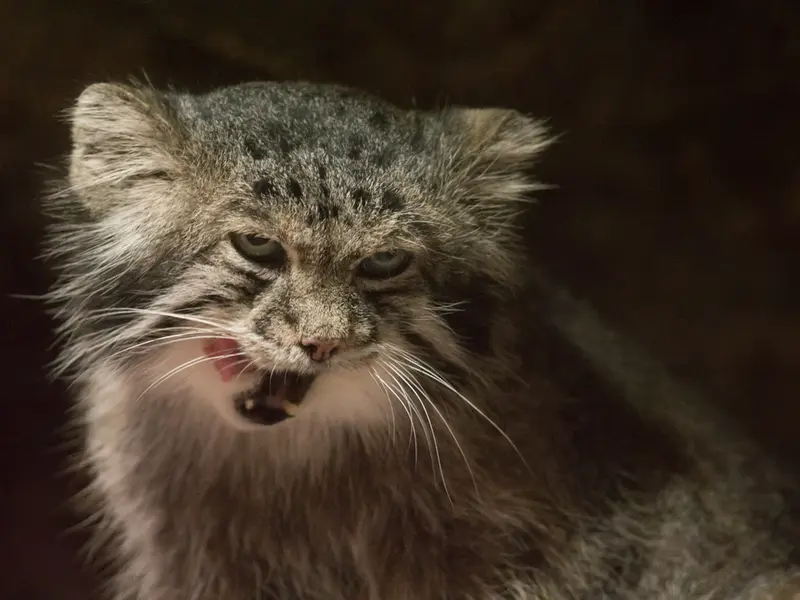 恩賜上野動物園のクリョンの写真