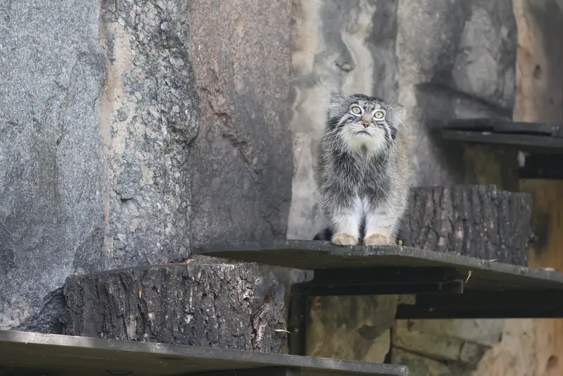 モスクワ動物園のティモフェイの写真