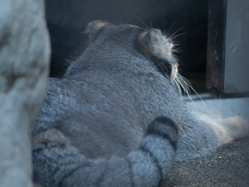 野毛山動物園のフィーガの写真